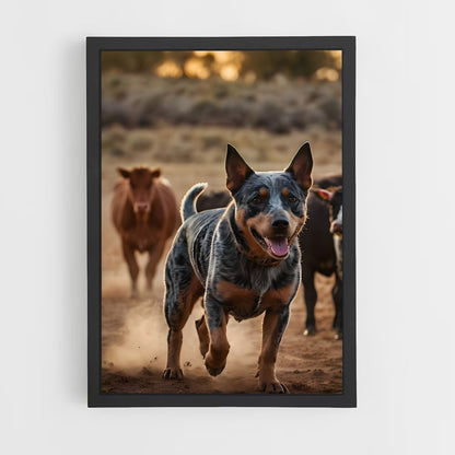 ap-australian cattle dog-4 cadre Noir