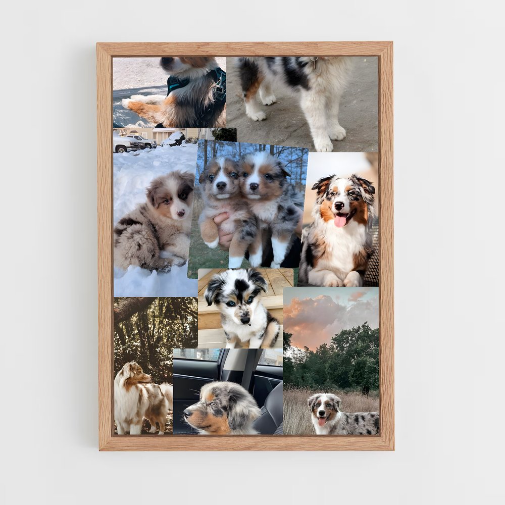 ap-australian shepherd-2 cadre Bois clair