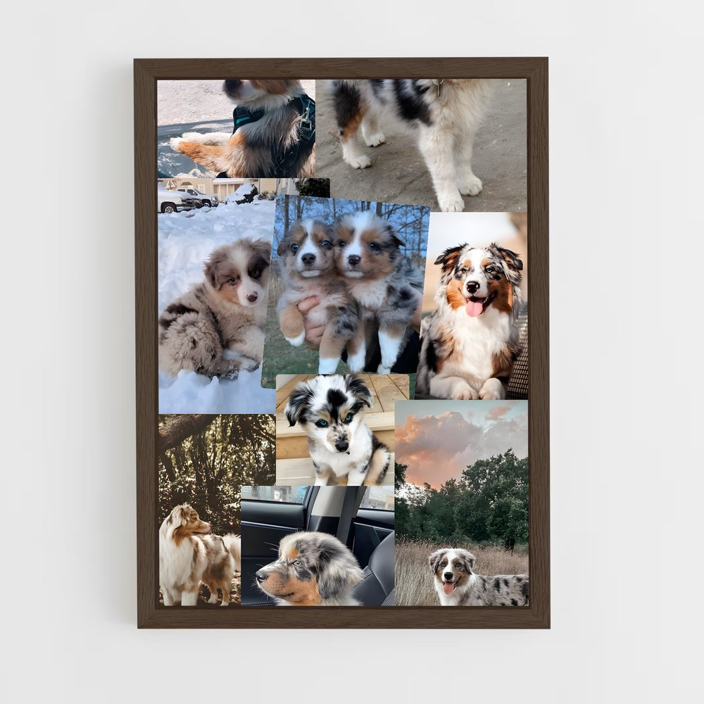 ap-australian shepherd-2 cadre Bois foncé