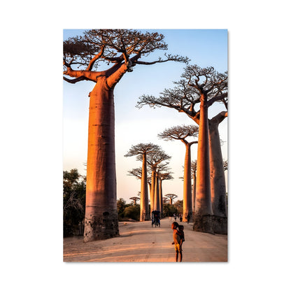 Poster Baobabs Mystiques