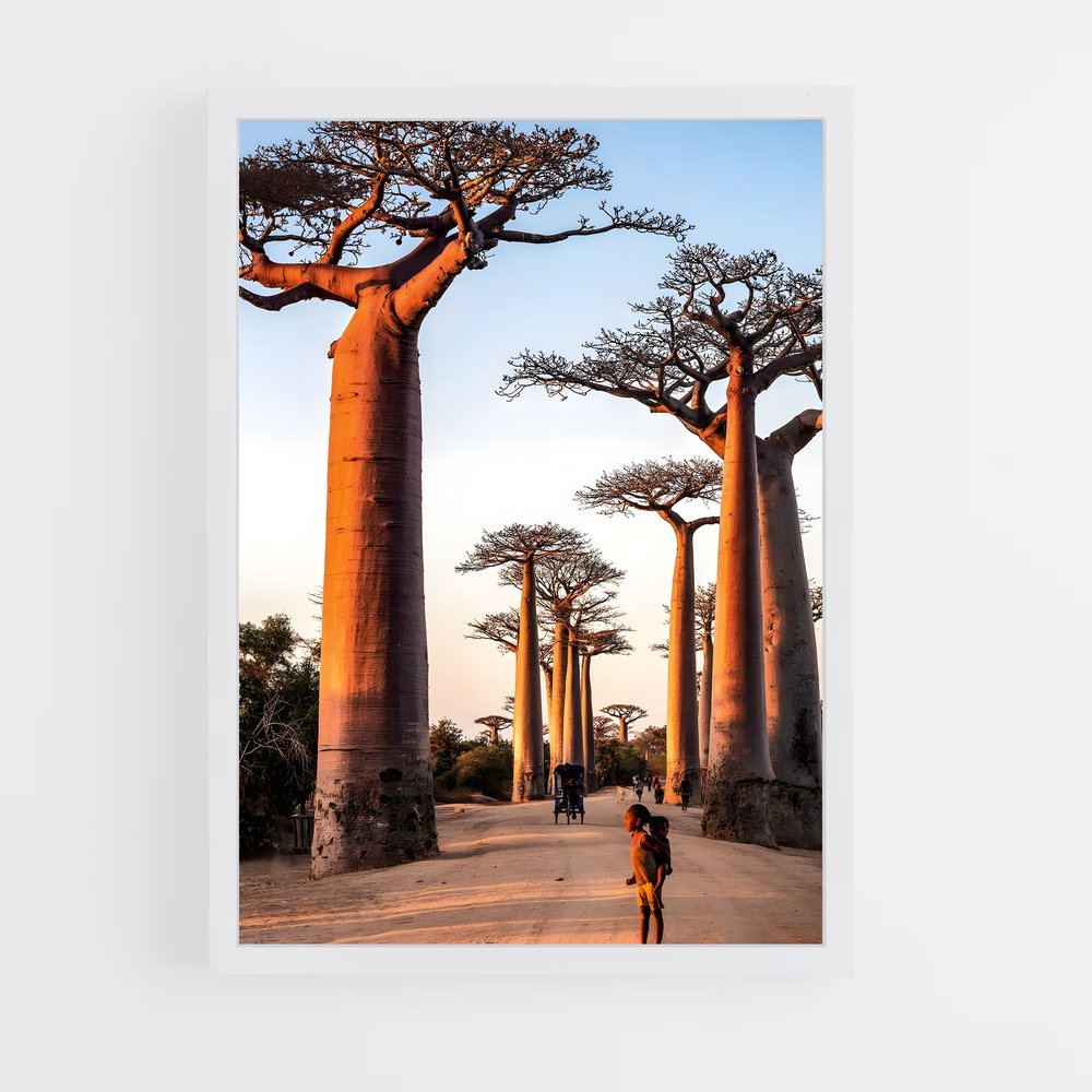ap-avenue of the baobabs-2 cadre Blanc