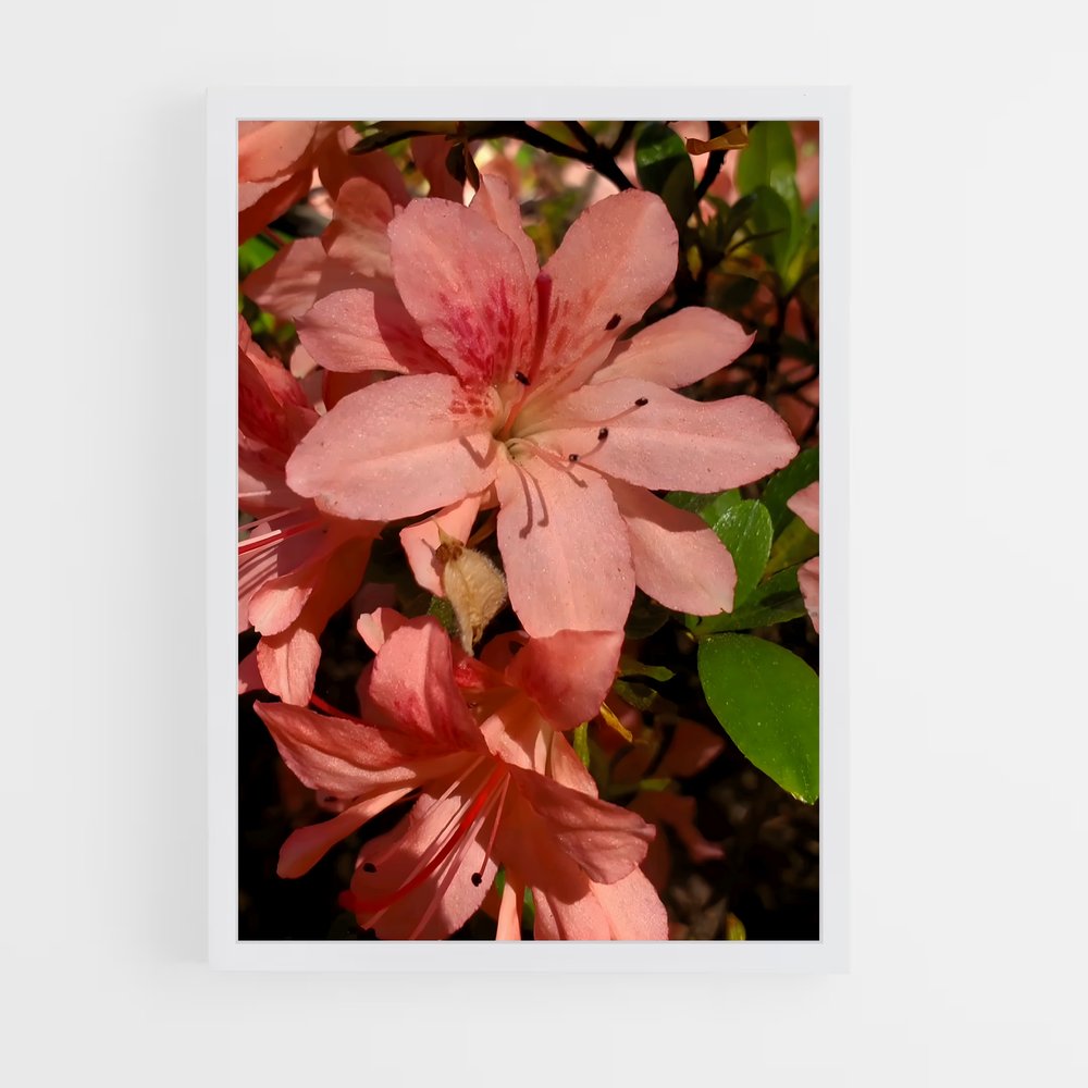 ap-azalea-2 cadre Blanc