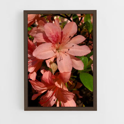ap-azalea-2 cadre Bois foncé