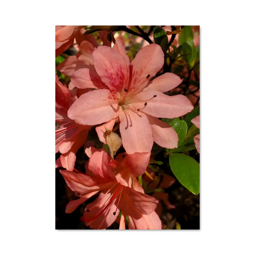 Azalea Bloom Poster – Aesthetic Posters