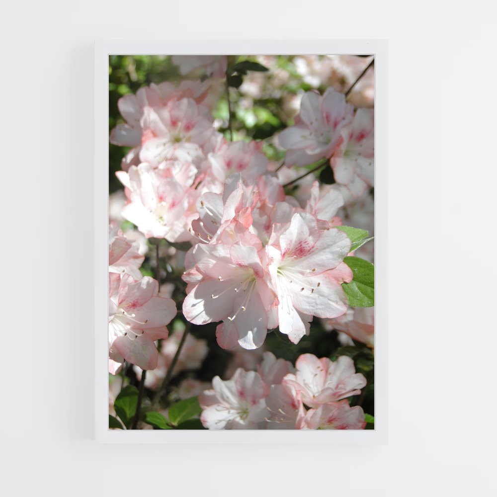 ap-azalea-3 cadre Blanc