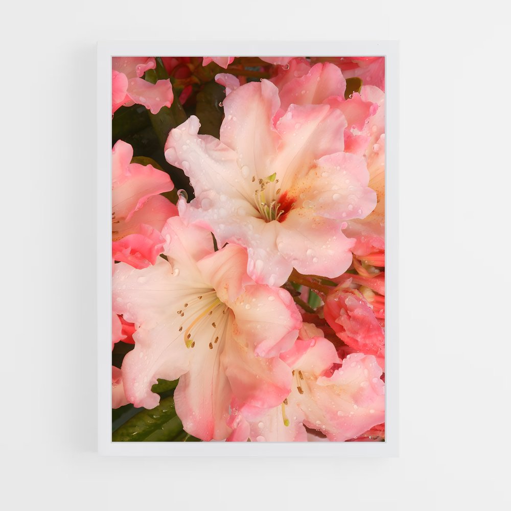 ap-azalea-4 cadre Blanc