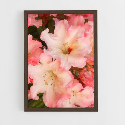 ap-azalea-4 cadre Bois foncé
