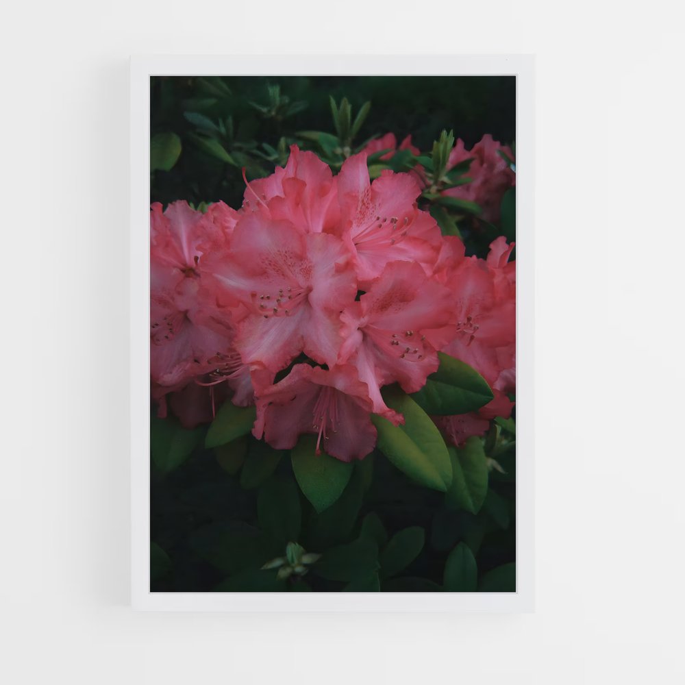 ap-azalea-5 cadre Blanc