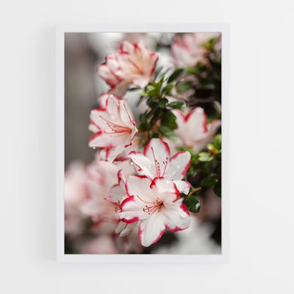 ap-azalea-6 cadre Blanc