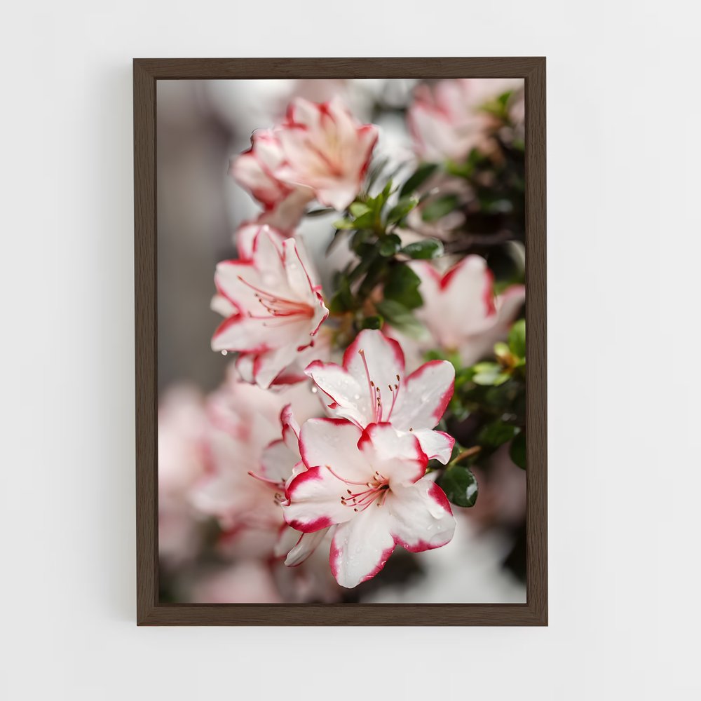 ap-azalea-6 cadre Bois foncé