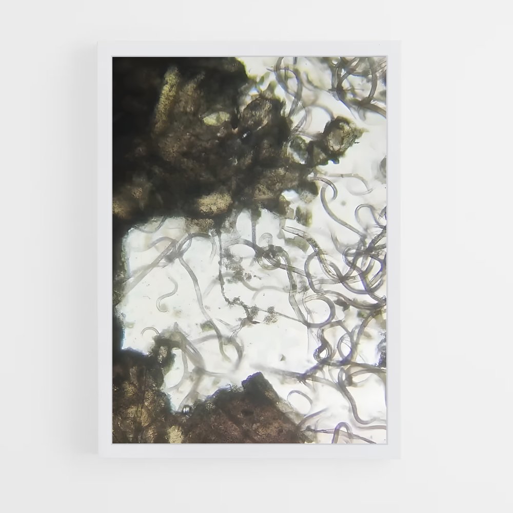 ap-bacteria-3 cadre Blanc