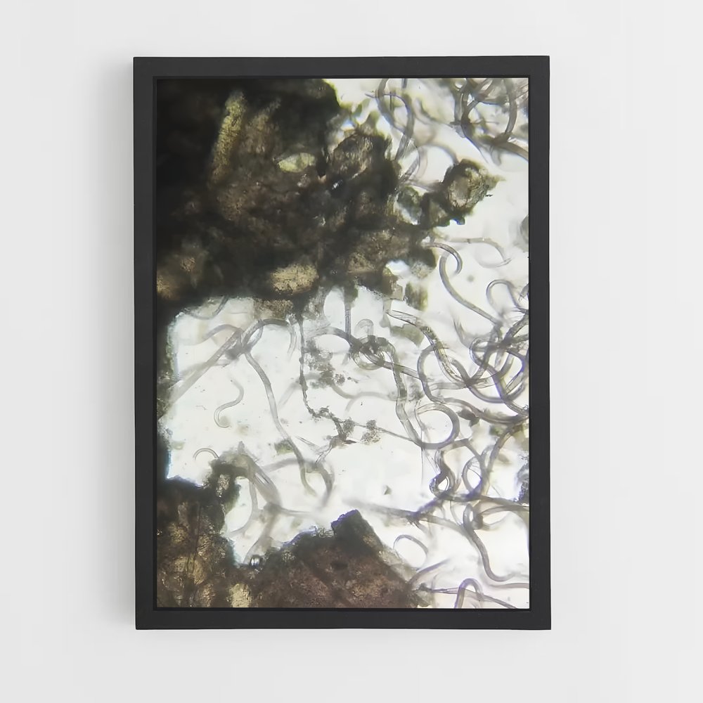 ap-bacteria-3 cadre Noir