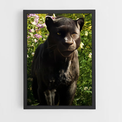 ap-bagheera-1 cadre Noir