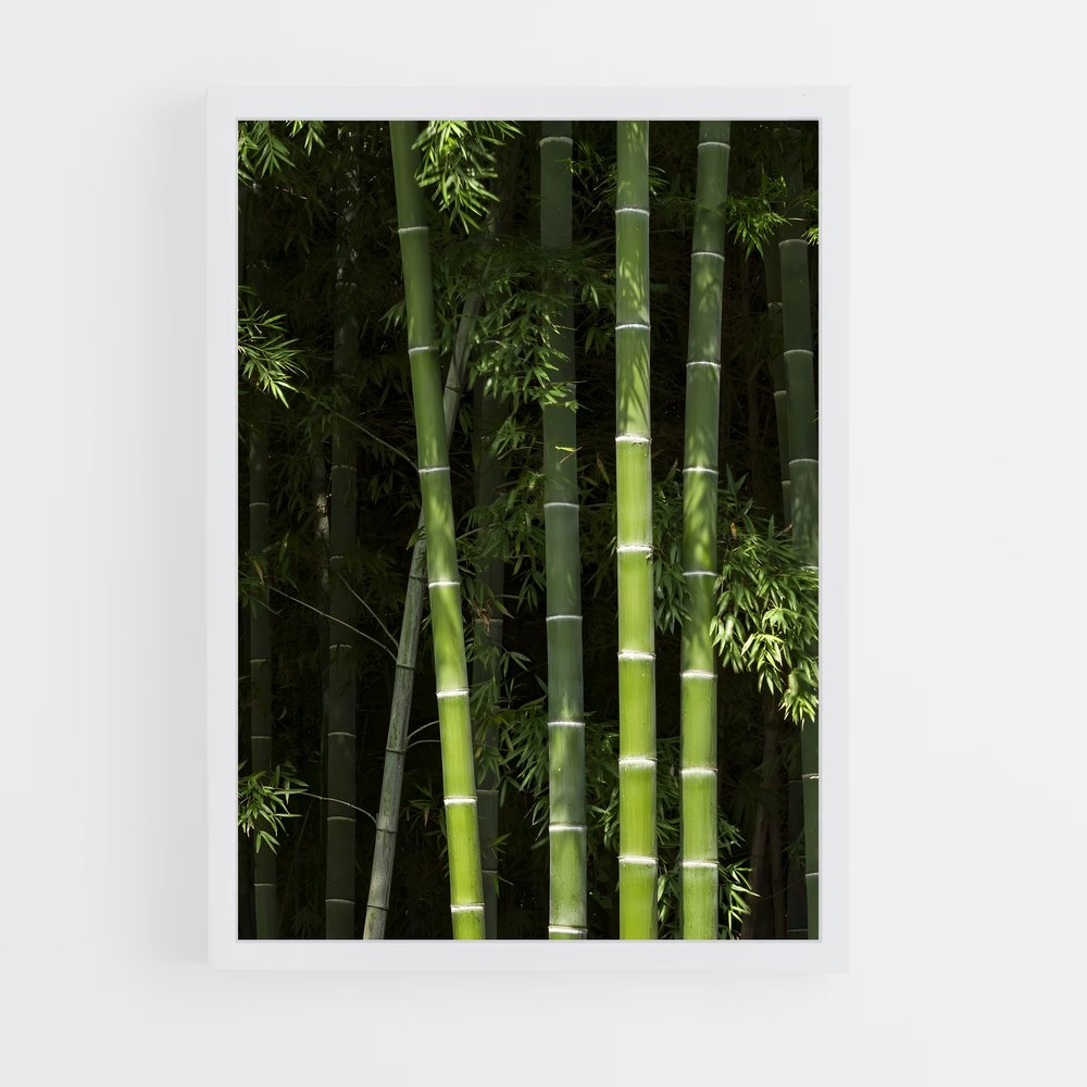 ap-bamboo forest-12 cadre Blanc
