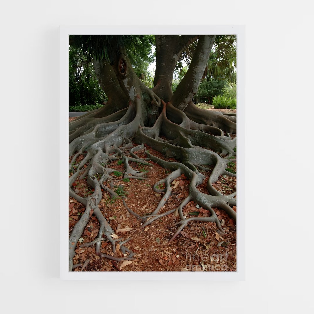 ap-banyan tree-3 cadre Blanc