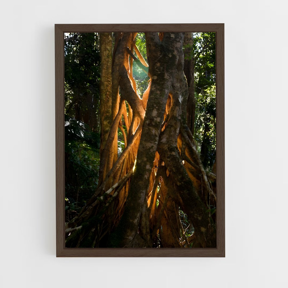 ap-banyan tree-5 cadre Bois foncé