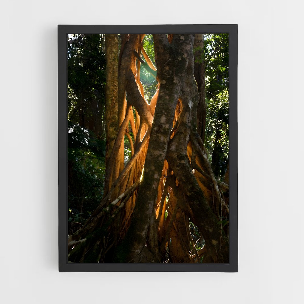 ap-banyan tree-5 cadre Noir
