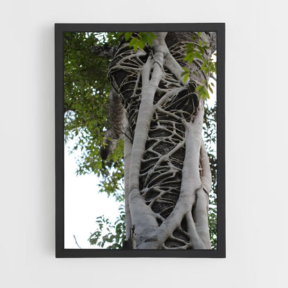 ap-banyan tree-7 cadre Noir