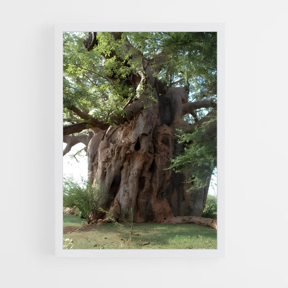 ap-baobab-4 cadre Blanc