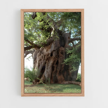 ap-baobab-4 cadre Bois clair