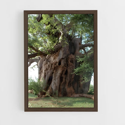 ap-baobab-4 cadre Bois foncé