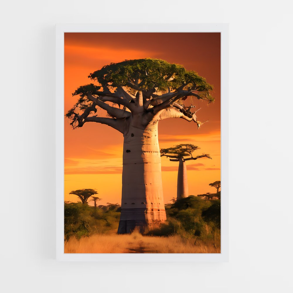 ap-baobab-6 cadre Blanc