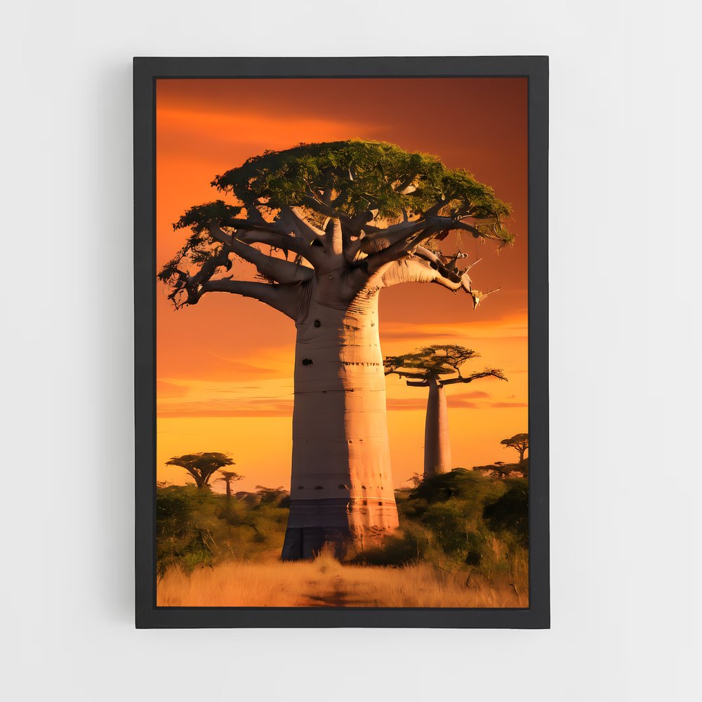 ap-baobab-6 cadre Noir