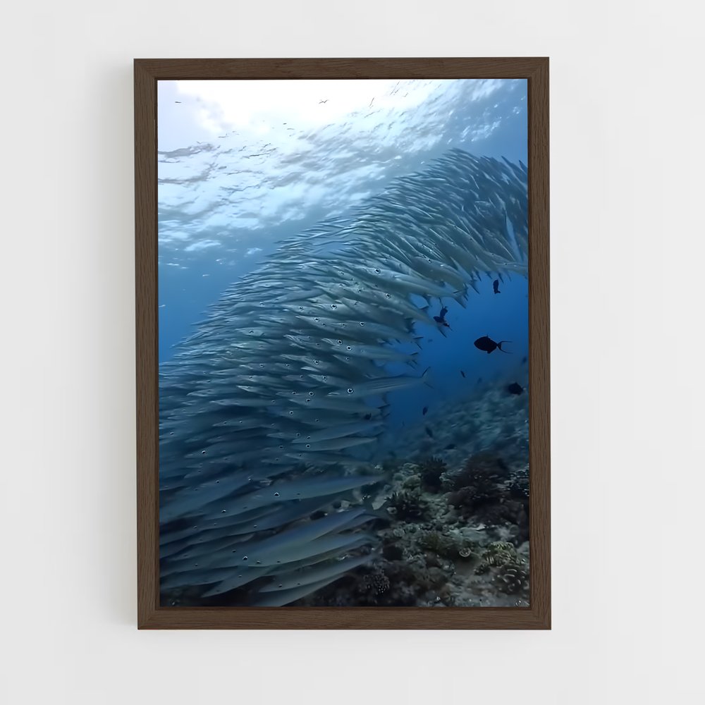 ap-barracuda-2 cadre Bois foncé