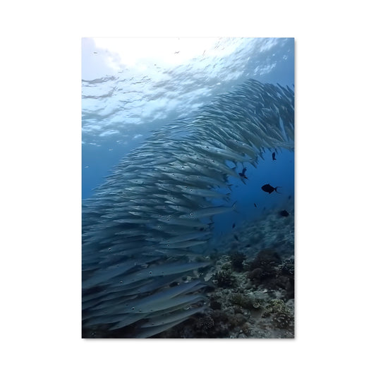 Poster École de Barracudas