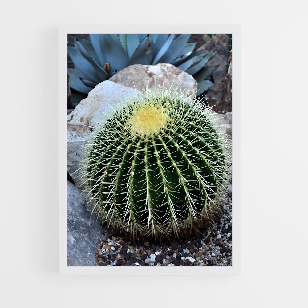 ap-barrel cactus-1 cadre Blanc