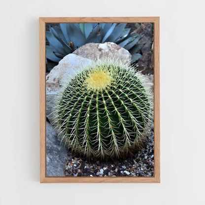 ap-barrel cactus-1 cadre Bois clair