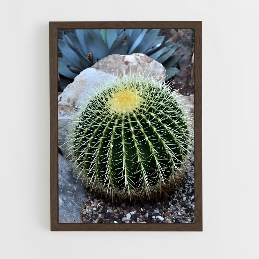 ap-barrel cactus-1 cadre Bois foncé