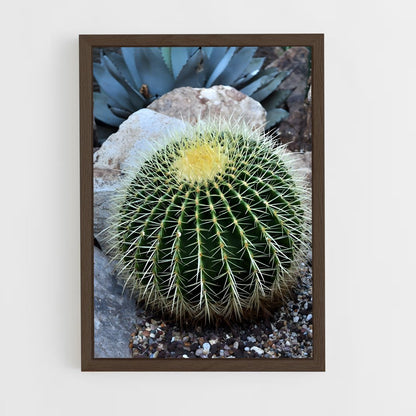 ap-barrel cactus-1 cadre Bois foncé
