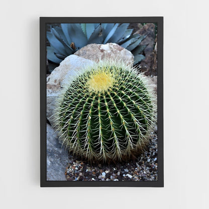ap-barrel cactus-1 cadre Noir