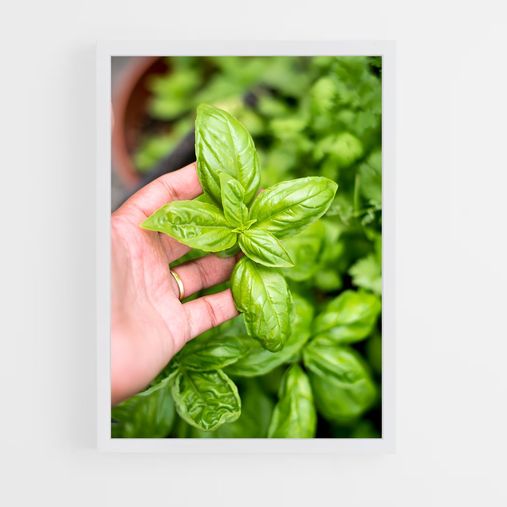 ap-basil-3 cadre Blanc