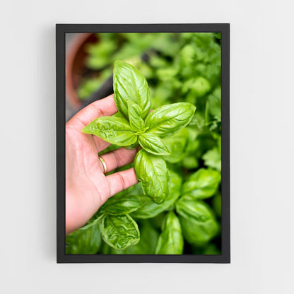 ap-basil-3 cadre Noir