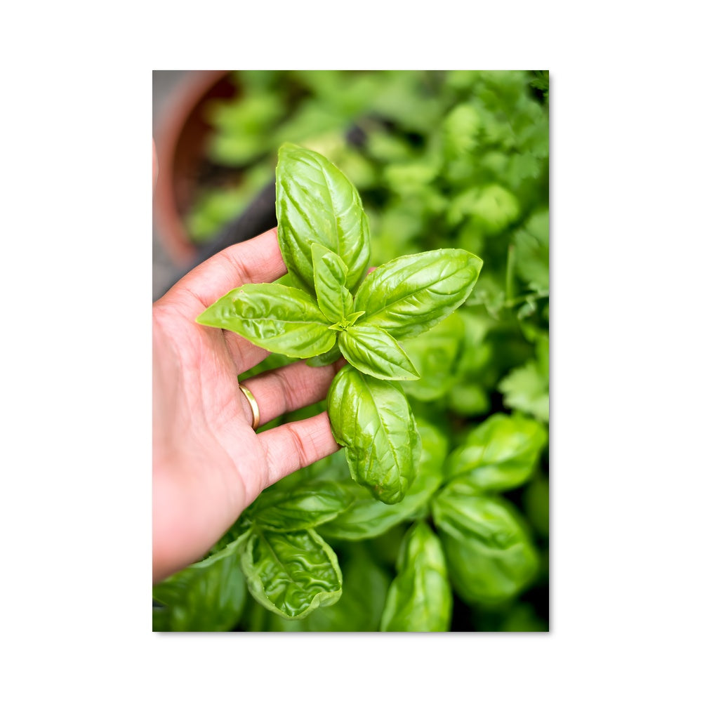 Fresh Basil Poster – Aesthetic Posters