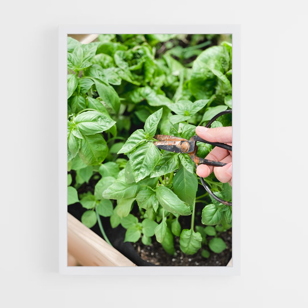 ap-basil-4 cadre Blanc