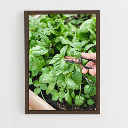 ap-basil-4 cadre Bois foncé