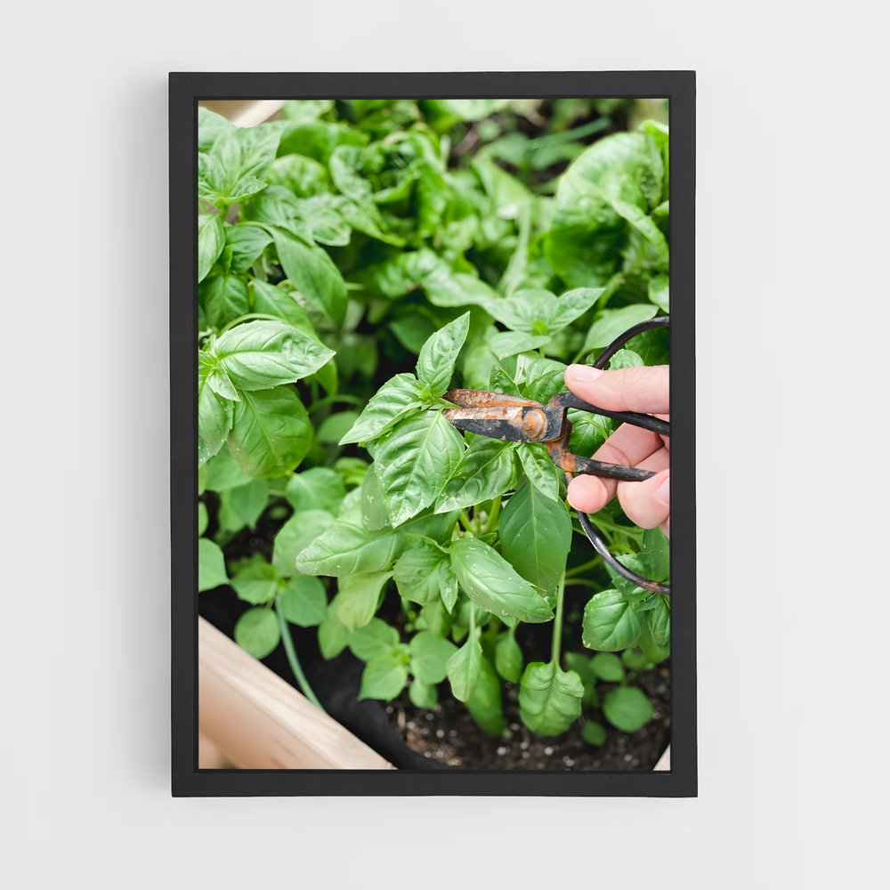 ap-basil-4 cadre Noir