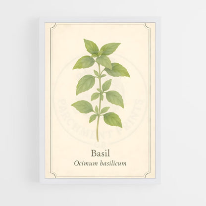 ap-basil-5 cadre Blanc