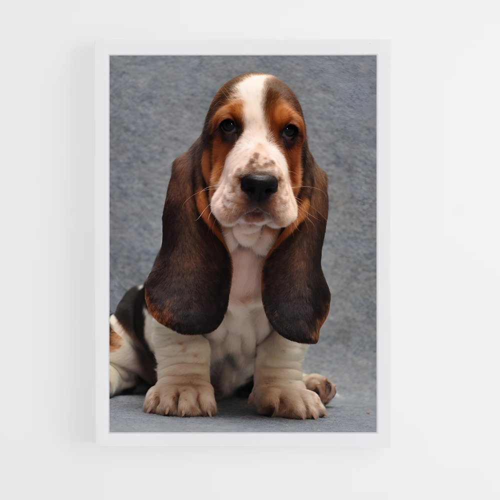 ap-basset hound-1 cadre Blanc