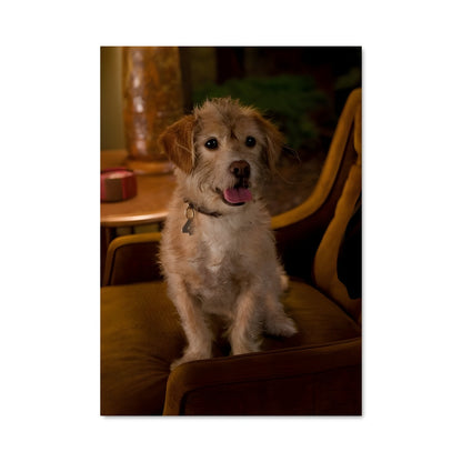 Poster Baxter le Canin