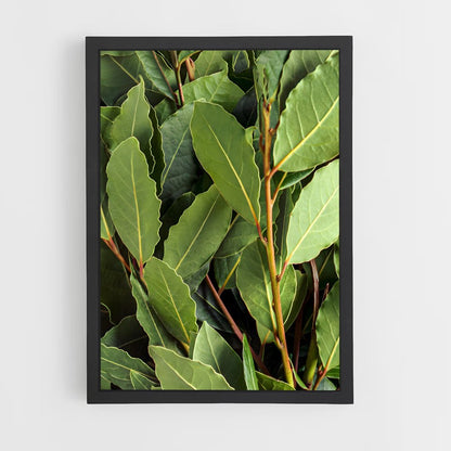 ap-bay leaves-2 cadre Noir