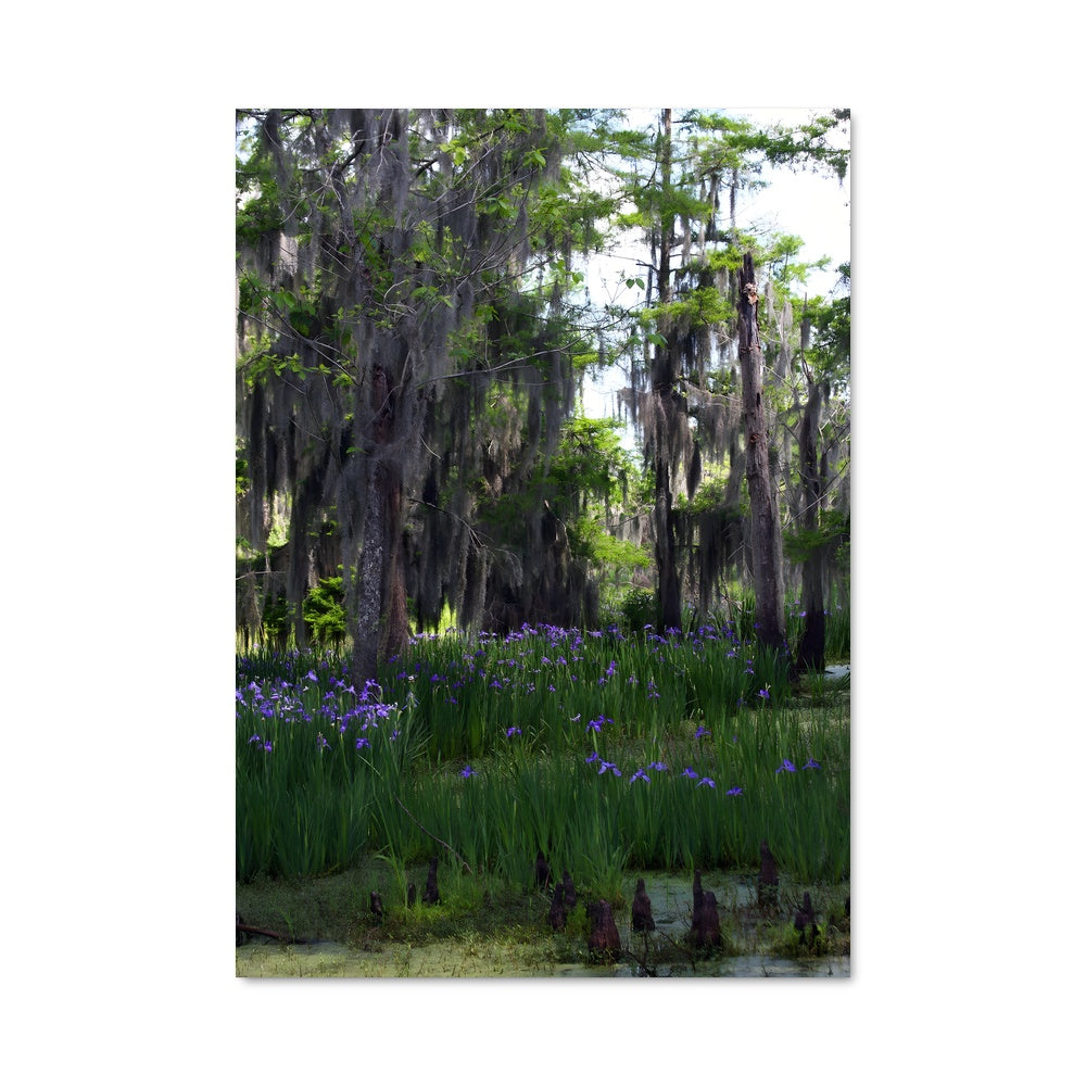 Poster Mystères du Bayou