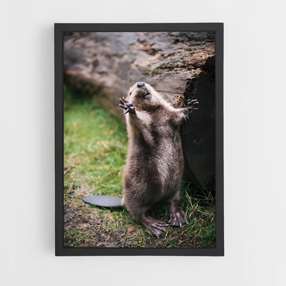 ap-beaver-4 cadre Noir