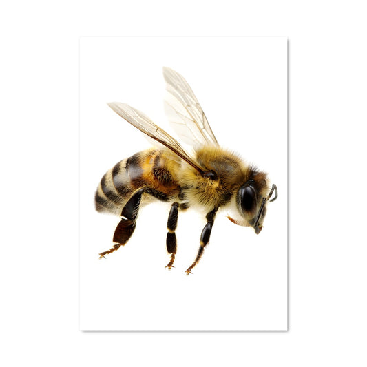 Poster Butin de Miel