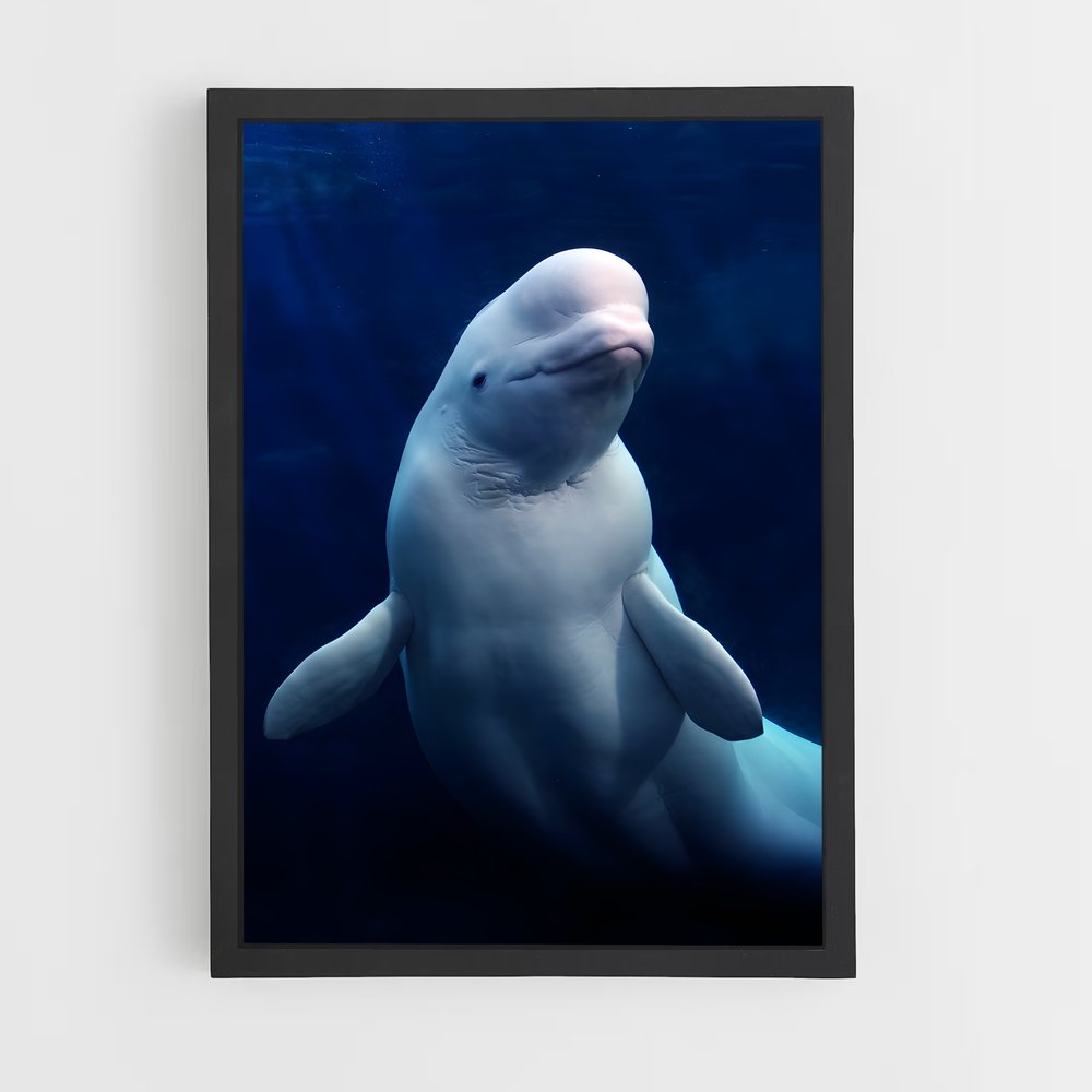ap-beluga whale-5 cadre Noir