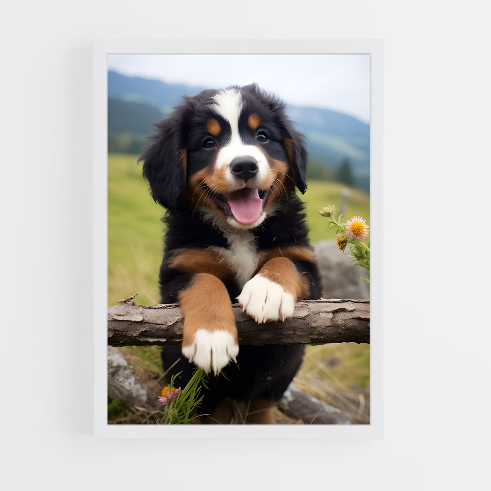 ap-bernese mountain dog-2 cadre Blanc