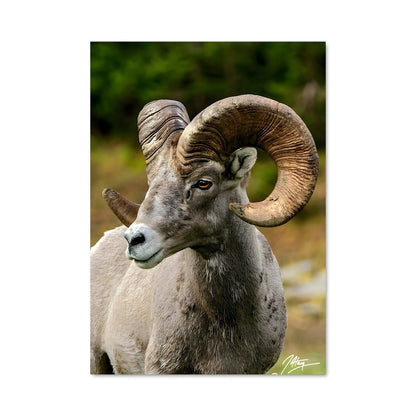 Poster Bighorn sheep 83130